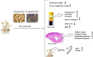 A diet enriched with Pistacia atlantica fruits improves the female rats' reproductive system