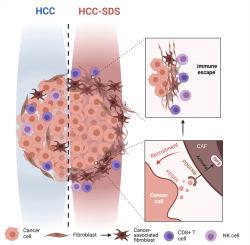 Integrating single-cell and spatial transcriptomics to elucidate the crosstalk between cancer-associated fibroblasts and cancer cells in hepatocellular carcinoma with spleen-deficiency syndrome