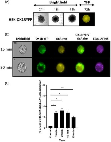 Imaging flow cytometry of tumoroids: A new method for studying GPCR expression