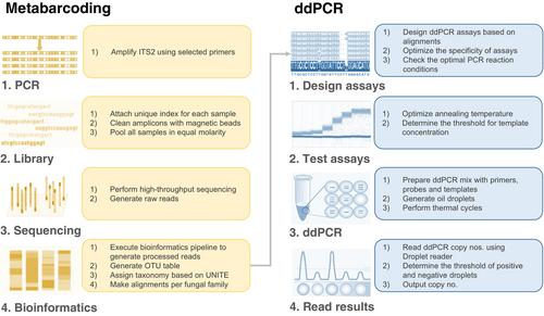 Metabarcoding read abundances of orchid mycorrhizal fungi are correlated to copy numbers estimated using ddPCR