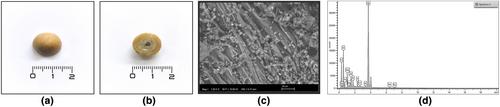 SEM technology for the analysis of tiny calcified remains from a pre-Hispanic burial from El Hierro (Canary Islands)