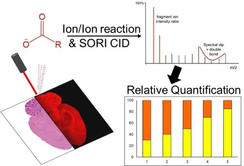 Structural Elucidation and Relative Quantification of Fatty Acid Double Bond Positional Isomers in Biological Tissues Enabled by Gas-Phase Charge Inversion Ion/Ion Reactions