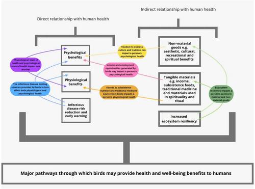 Birds and human health: Pathways for a positive relationship and improved integration