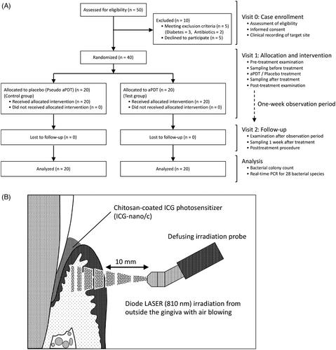 Suppression of subgingival bacteria by antimicrobial photodynamic therapy using transgingival irradiation: A randomized clinical trial