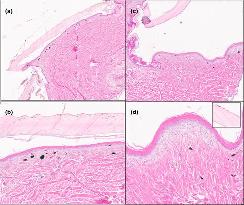 When pink is a question: Comparative gross and microscopic skin structure analyses reveal the histological basis of skin colour in Galápagos pink land iguanas (Conolophus marthae)