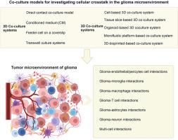 Co-culture models for investigating cellular crosstalk in the glioma microenvironment