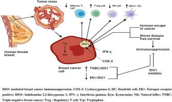 Role of indoleamine 2, 3-dioxygenase 1 in immunosuppression of breast cancer