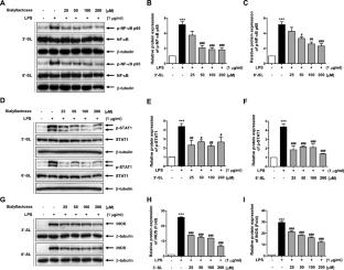 Human milk oligosaccharides 3′-sialyllactose and 6′-sialyllactose attenuate LPS-induced lung injury by inhibiting STAT1 and NF-κB signaling pathways