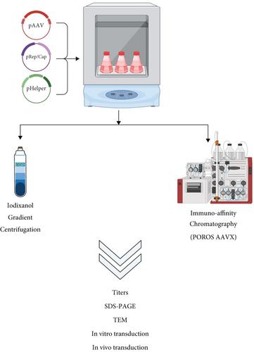 Comprehensive Comparison of AAV Purification Methods: Iodixanol Gradient Centrifugation vs. Immuno-Affinity Chromatography