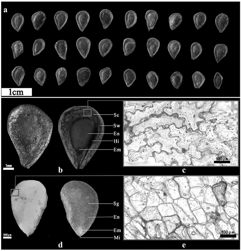 Morphological and anatomical changes during dormancy break of the seeds of <i>Fritillaria taipaiensis</i>.