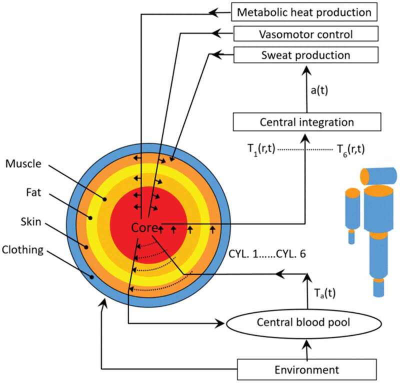 Development of interactive guidance for cold exposure using a thermoregulatory model.