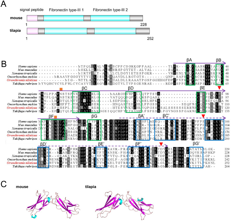 Evolutionarily conserved IL-27β enhances Th1 cells potential by triggering the JAK1/STAT1/T-bet axis in Nile tilapia