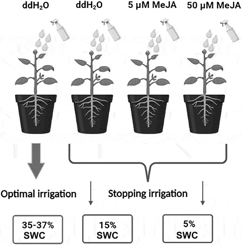 Foliar application of methyl jasmonate affects impatiens walleriana growth and leaf physiology under drought stress.