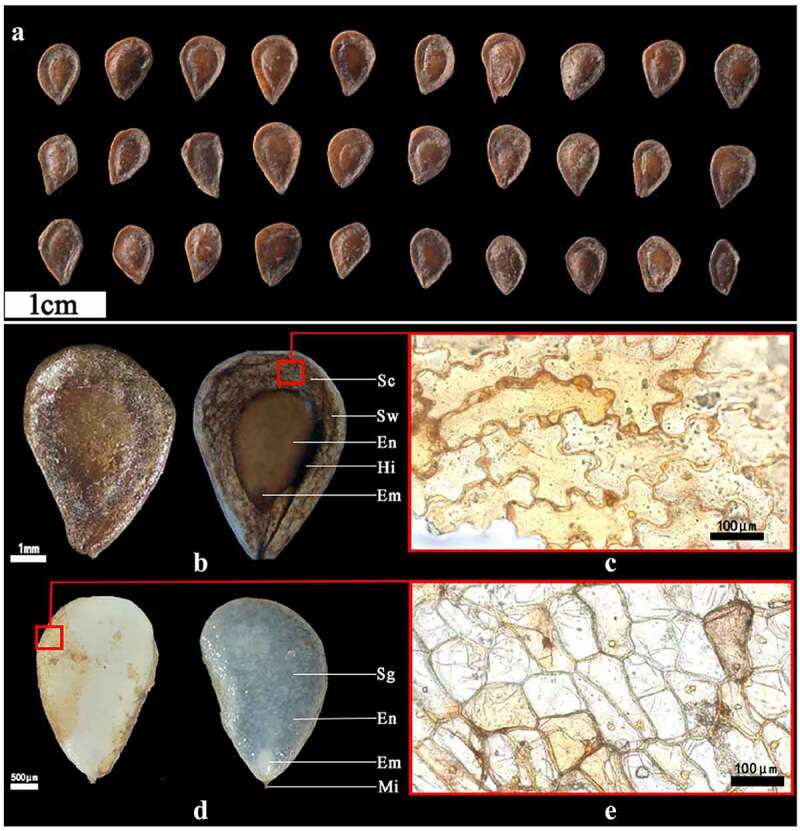 Morphological and anatomical changes during dormancy break of the seeds of <i>Fritillaria taipaiensis</i>.