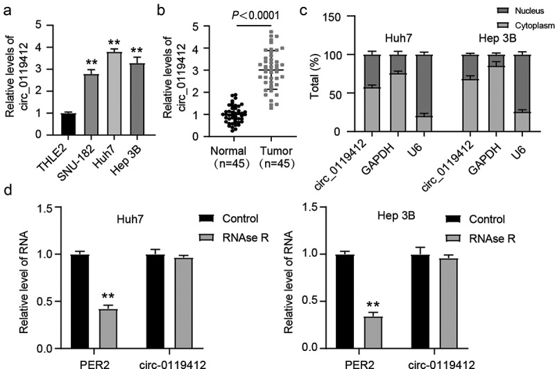 Hsa_circ_0119412 is a tumor promoter in hepatocellular carcinoma by inhibiting miR-526b-5p to upregulate STMN1.