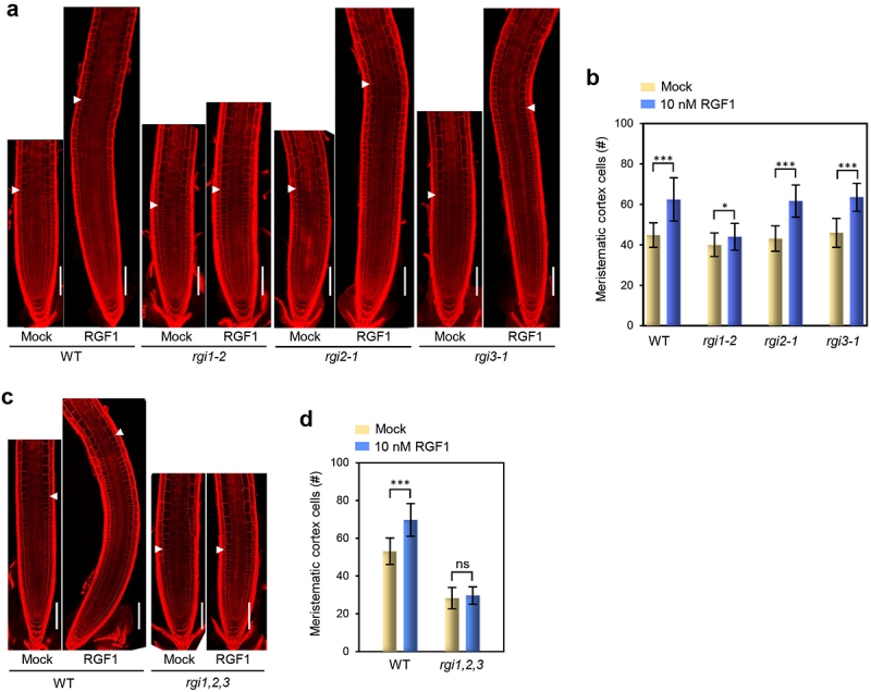The RGI1-BAK1 module acts as the main receptor-coreceptor pair for regulating primary root gravitropism and meristem activity in response to RGF1 peptide in Arabidopsis.