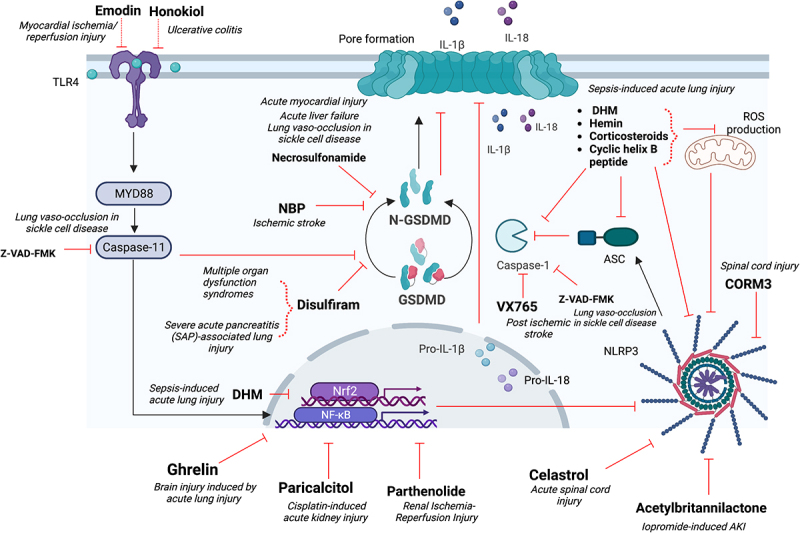 The Role of Gasdermin-D-Mediated Pyroptosis in Organ Injury and Its Therapeutic Implications.