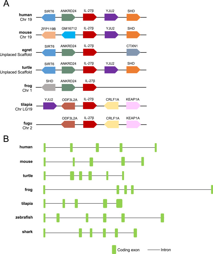 Evolutionarily conserved IL-27β enhances Th1 cells potential by triggering the JAK1/STAT1/T-bet axis in Nile tilapia