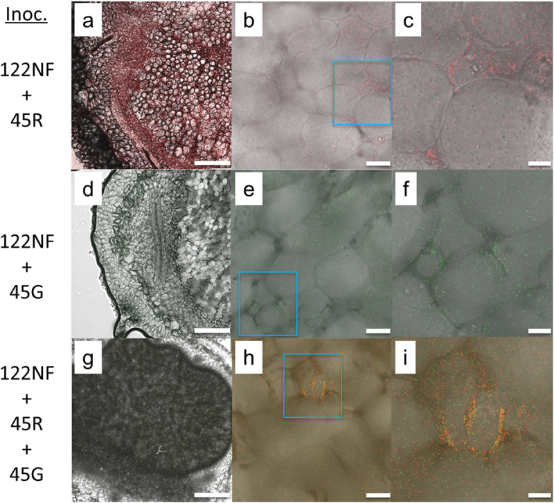 Both incompatible and compatible rhizobia inhabit the intercellular spaces of leguminous root nodules.