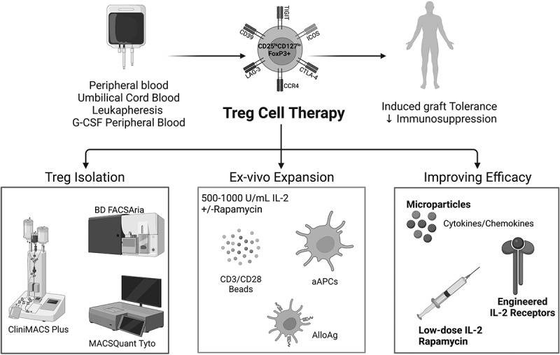 Clinical Manufacturing of Regulatory T Cell Products For Adoptive Cell Therapy and Strategies to Improve Therapeutic Efficacy.