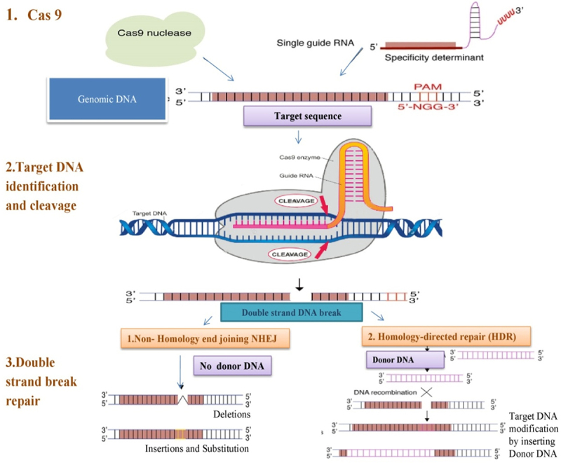 CRISPR/Cas9-gene editing approaches in plant breeding.