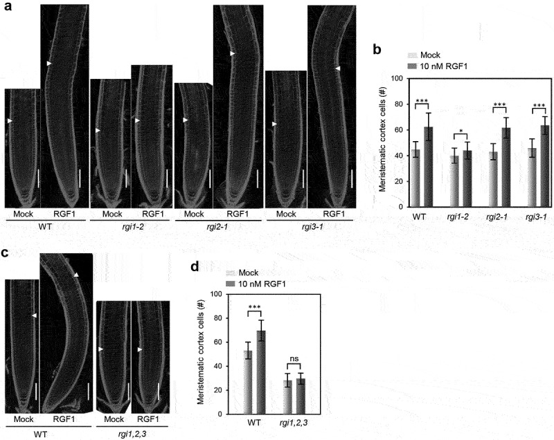 The RGI1-BAK1 module acts as the main receptor-coreceptor pair for regulating primary root gravitropism and meristem activity in response to RGF1 peptide in Arabidopsis.
