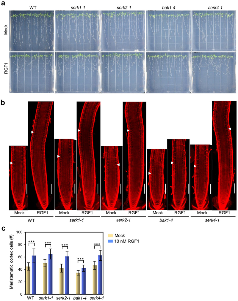 The RGI1-BAK1 module acts as the main receptor-coreceptor pair for regulating primary root gravitropism and meristem activity in response to RGF1 peptide in Arabidopsis.