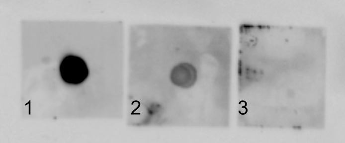 A recombinant 9E1 monoclonal antibody binds membrane and soluble channel catfish immunoglobulin M