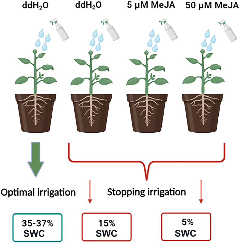 Foliar application of methyl jasmonate affects impatiens walleriana growth and leaf physiology under drought stress.