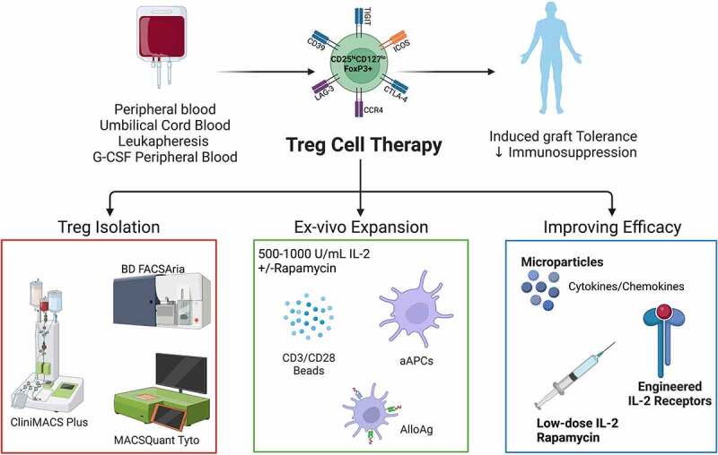 Clinical Manufacturing of Regulatory T Cell Products For Adoptive Cell Therapy and Strategies to Improve Therapeutic Efficacy.