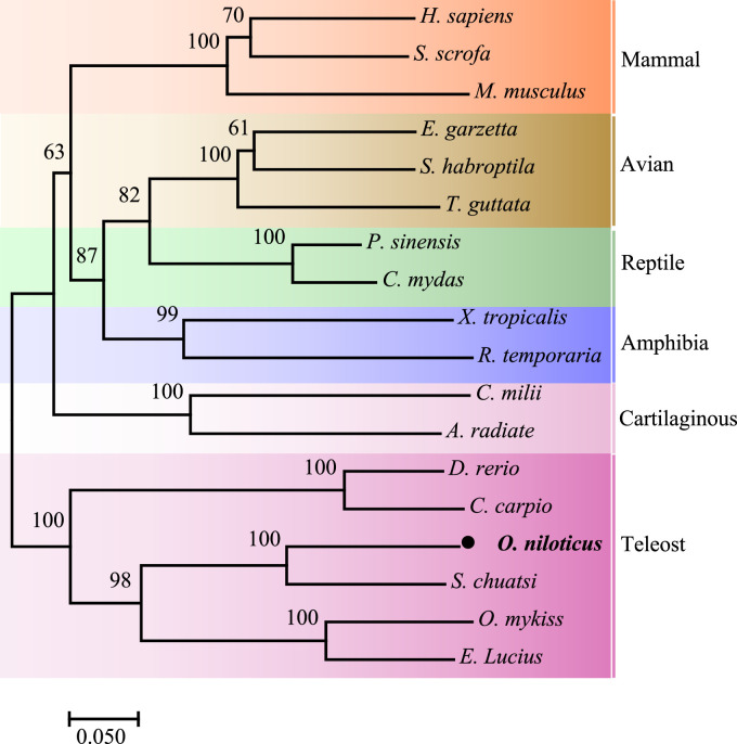 Evolutionarily conserved IL-27β enhances Th1 cells potential by triggering the JAK1/STAT1/T-bet axis in Nile tilapia