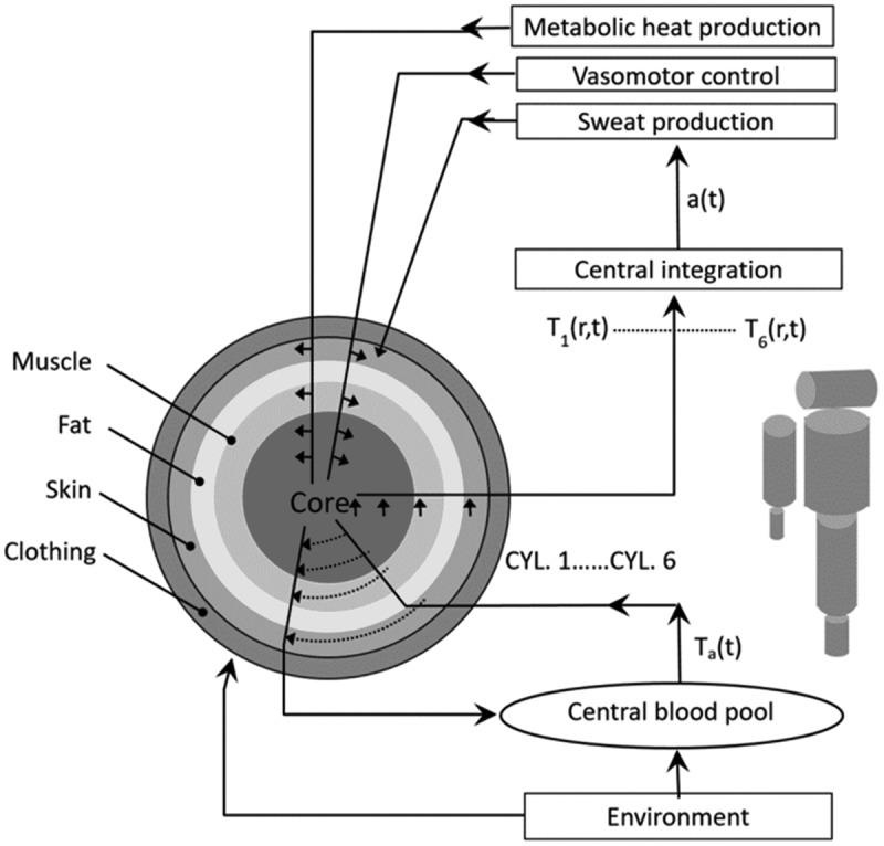 Development of interactive guidance for cold exposure using a thermoregulatory model.