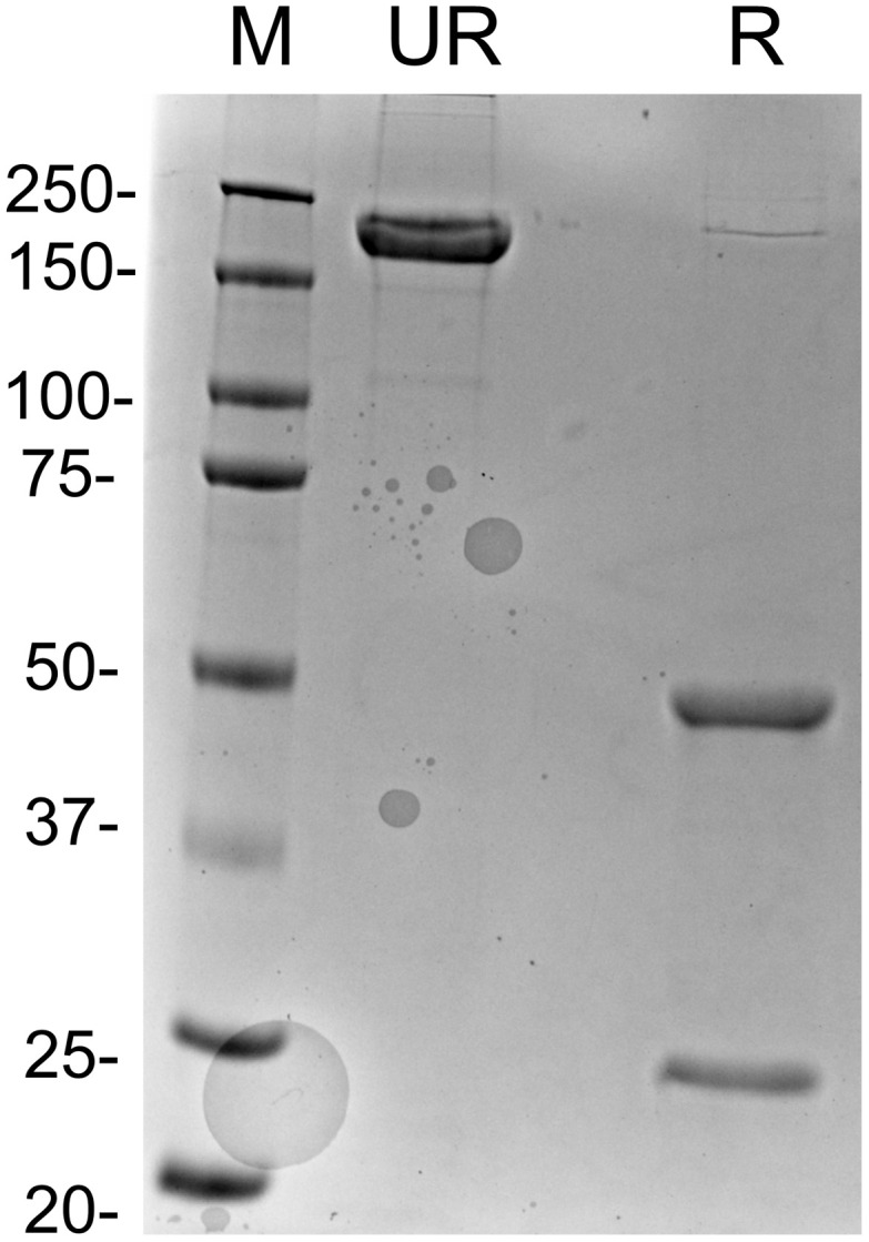 A recombinant 9E1 monoclonal antibody binds membrane and soluble channel catfish immunoglobulin M