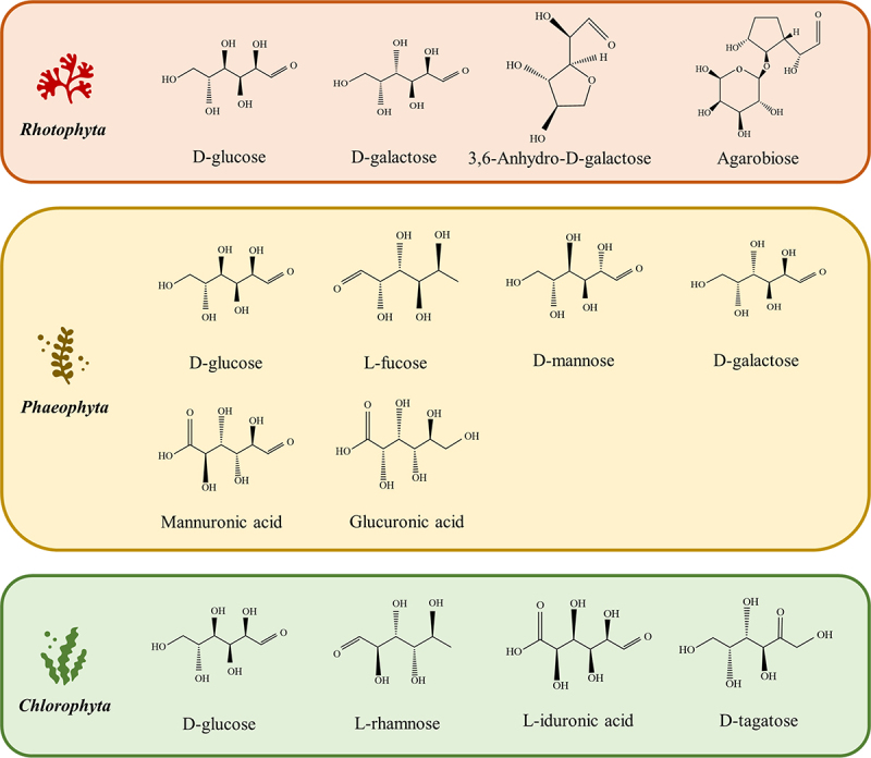 Sustainable circular biorefinery approach for novel building blocks and bioenergy production from algae using microbial fuel cell.