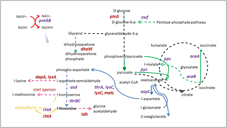 Engineering of increased L-Threonine production in bacteria by combinatorial cloning and machine learning