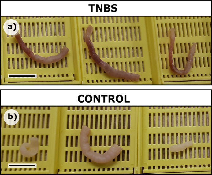 Chemically-induced trout model of acute intestinal inflammation using TNBS