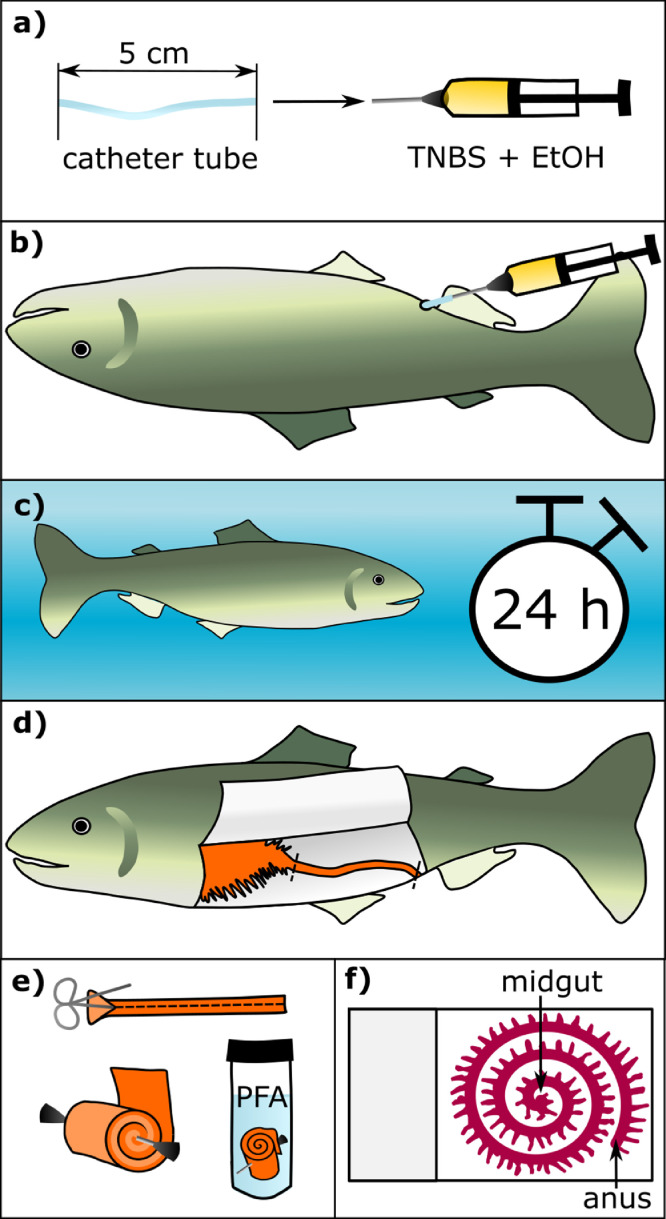 Chemically-induced trout model of acute intestinal inflammation using TNBS