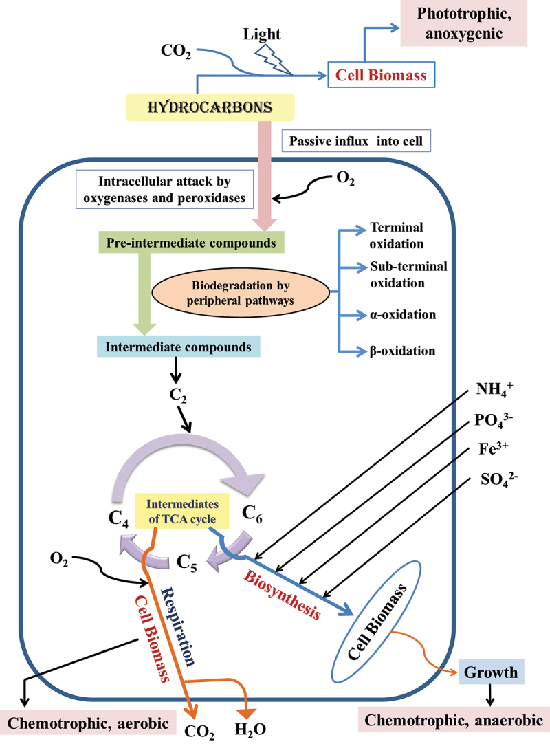 Recent advances in microbial engineering approaches for wastewater treatment: a review.