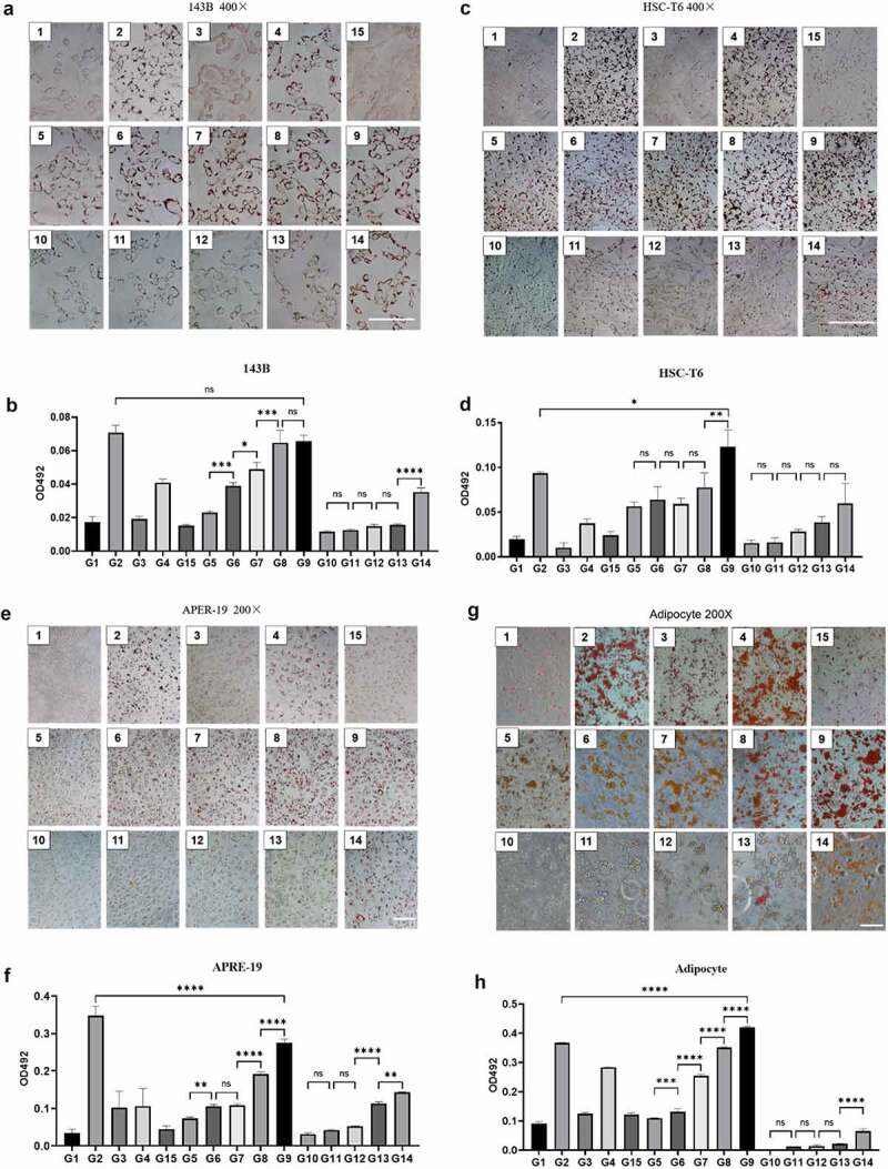 An optimized method for Oil Red O staining with the salicylic acid ethanol solution.