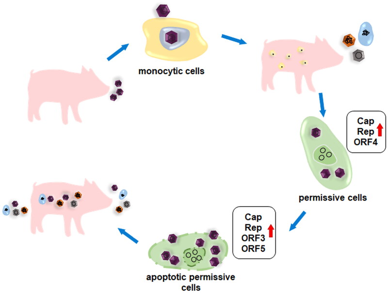 Mechanisms of circovirus immunosuppression and pathogenesis with a focus on porcine circovirus 2: a review.