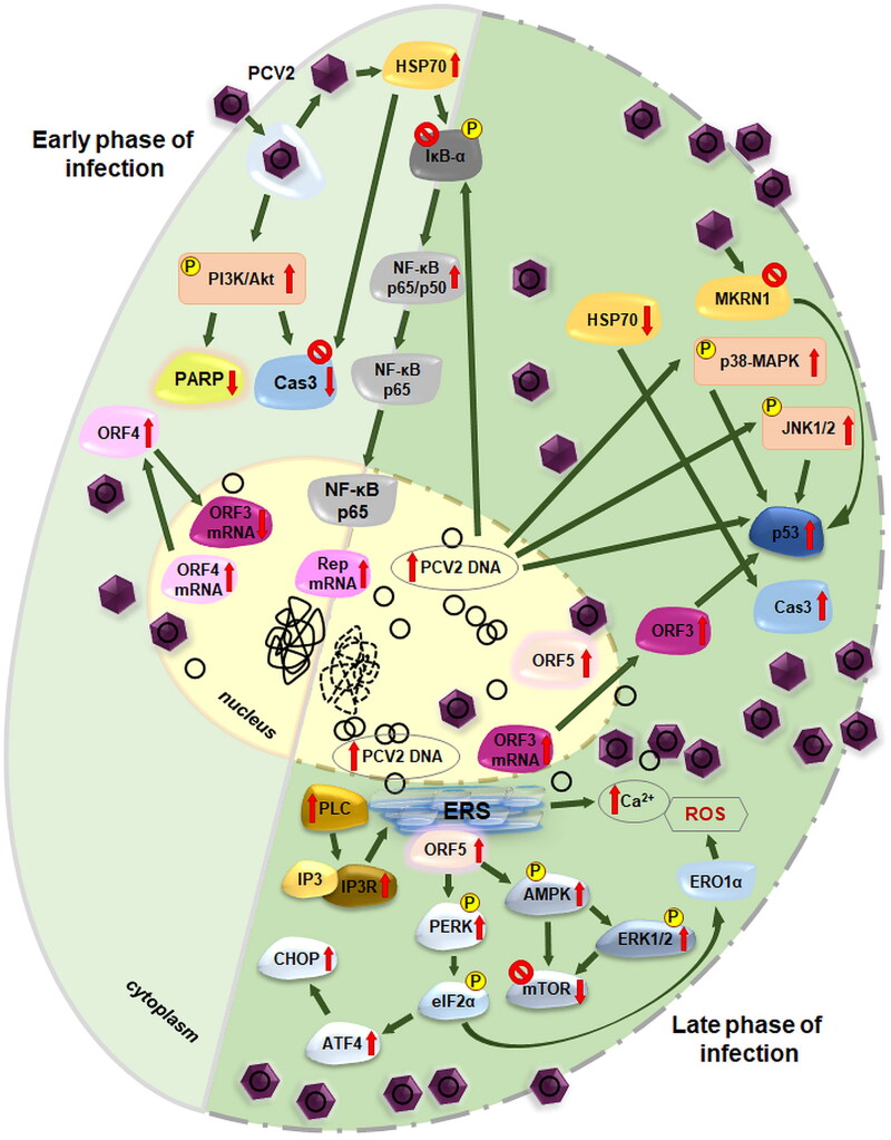 Mechanisms of circovirus immunosuppression and pathogenesis with a focus on porcine circovirus 2: a review.