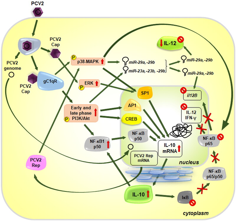 Mechanisms of circovirus immunosuppression and pathogenesis with a focus on porcine circovirus 2: a review.