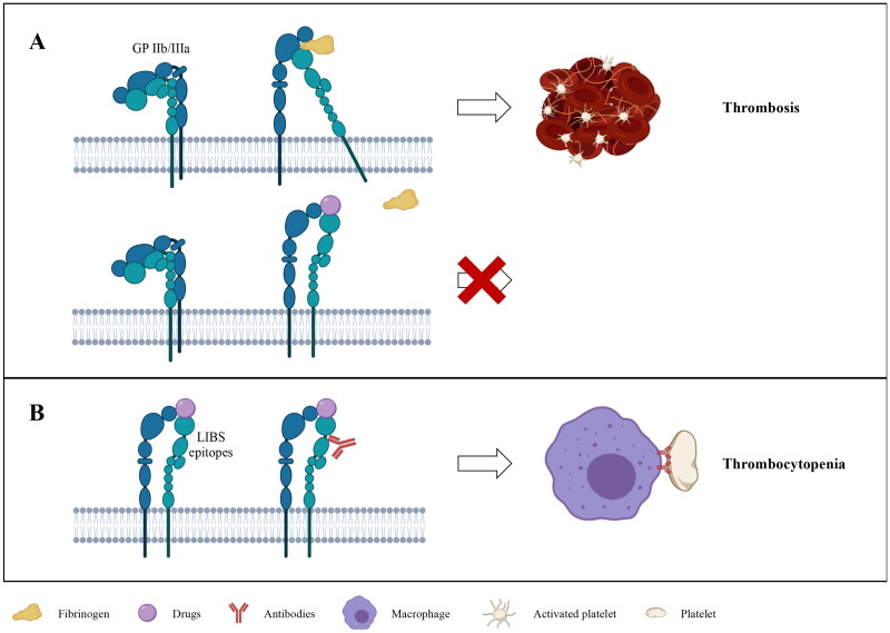 Tirofiban-induced thrombocytopenia.