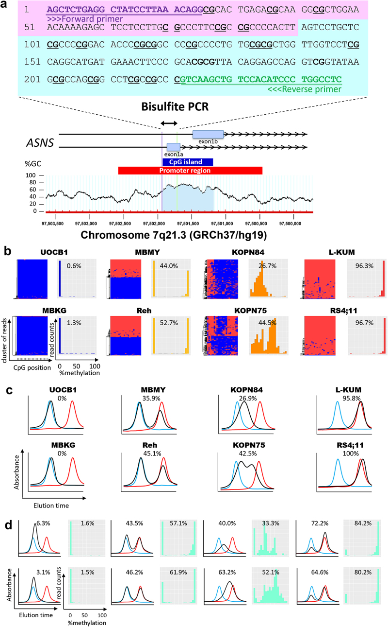 Utility of <i>ASNS</i> gene methylation evaluated with the HPLC method as a pharmacogenomic biomarker to predict asparaginase sensitivity in BCP-ALL.