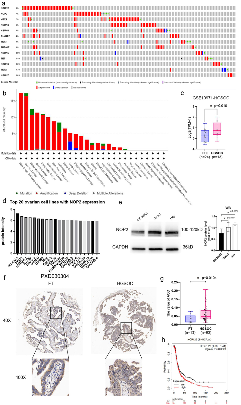 Function of m<sup>5</sup>C RNA methyltransferase NOP2 in high-grade serous ovarian cancer.