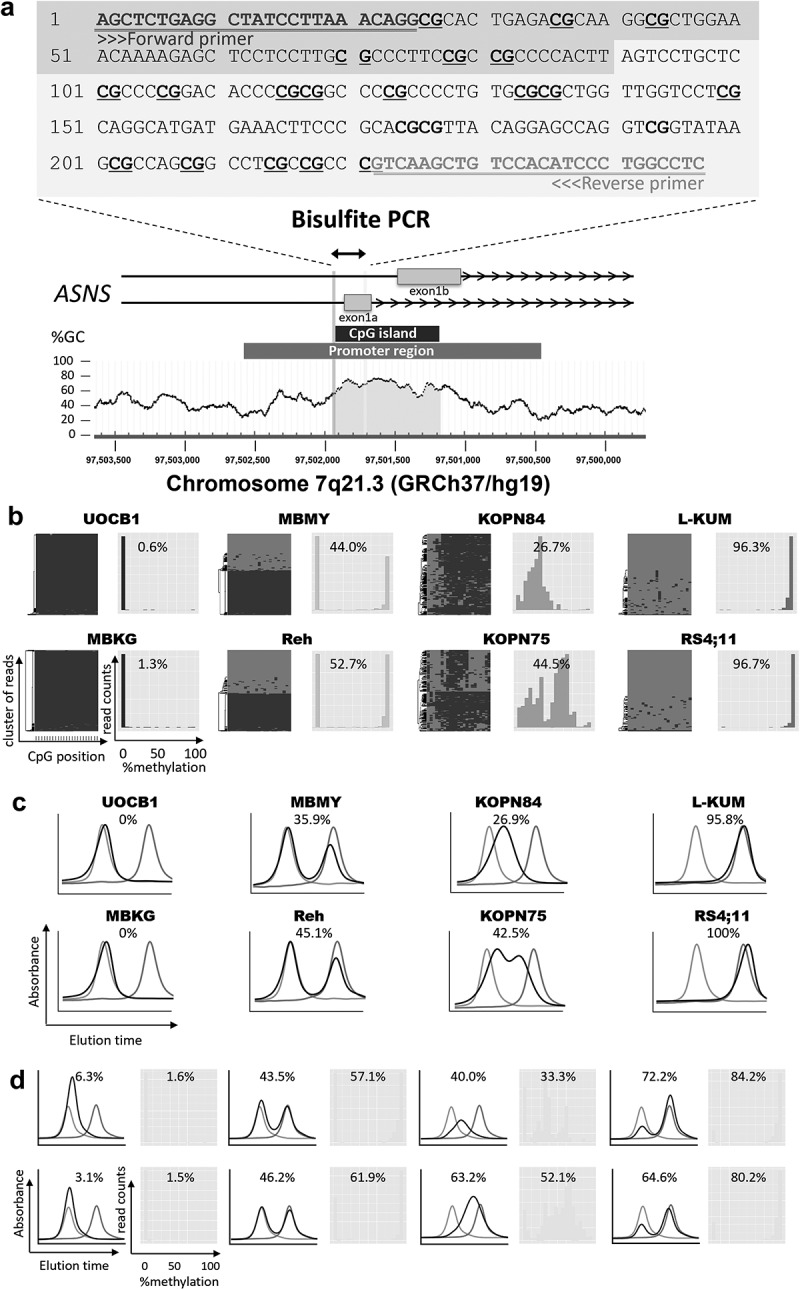 Utility of <i>ASNS</i> gene methylation evaluated with the HPLC method as a pharmacogenomic biomarker to predict asparaginase sensitivity in BCP-ALL.