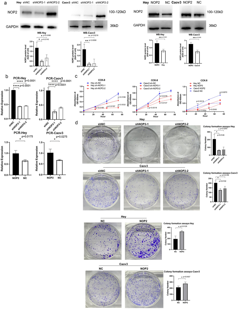 Function of m<sup>5</sup>C RNA methyltransferase NOP2 in high-grade serous ovarian cancer.