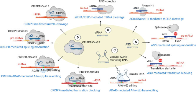 Recent advances in RNA-targeting therapy for neurological diseases.