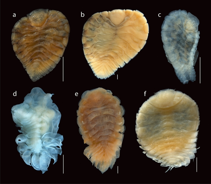 Cataphryxus zapoteca sp. nov. (Isopoda, Bopyridae) and new hosts and records of bopyrid isopods from the Mexican Eastern Pacific.