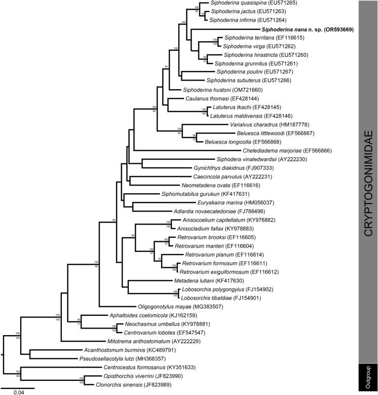 A new species of Siphoderina Manter, 1934 (Digenea: Cryptogonimidae) infecting the Dory Snapper Lutjanus fulviflamma (Teleostei: Lutjanidae) from the east coast of South Africa.